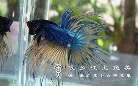 ！斗鱼主播深海鱼惊天黑料5分钟曝光！_深海鱼视频5分钟事件