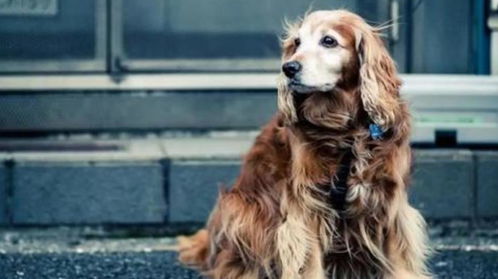 狗进入后为何体型变大的原因_狗狗进到里面变大了