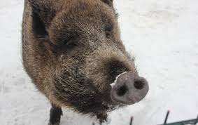 俄罗斯为何称这种动物为ZooM?俄罗斯猪Zoom动物